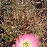 Lobivia pentlandii JL2414z ex RCB406 Eucaliptos, La Paz, Bolivia, 3700m alt.jpg